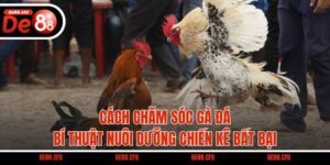 Cách Chăm Sóc Gà Đá – Bí Thuật Nuôi Dưỡng Chiến Kê Bất Bại
