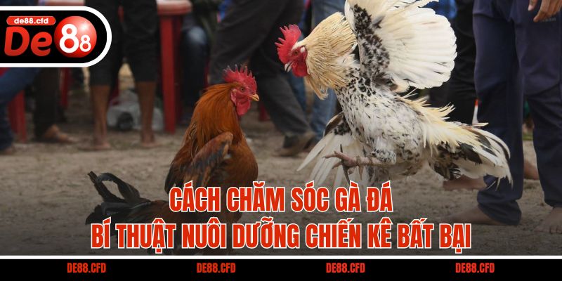 Cách Chăm Sóc Gà Đá – Bí Thuật Nuôi Dưỡng Chiến Kê Bất Bại