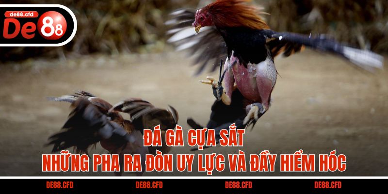 Đá gà cựa sắt – Những pha ra đòn uy lực và đầy hiểm hóc