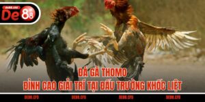 Đá Gà Thomo - Đỉnh Cao Giải Trí Tại Đấu Trường Khốc Liệt