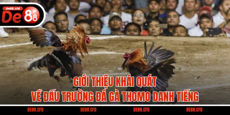 Giới thiệu khái quát về đấu trường đá gà Thomo danh tiếng