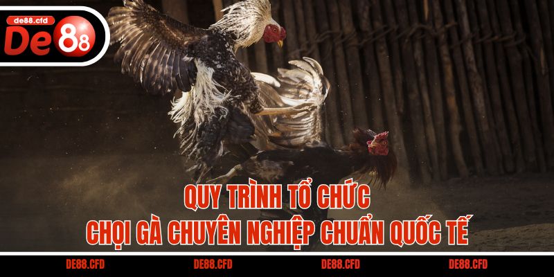 Quy trình tổ chức chọi gà chuyên nghiệp chuẩn quốc tế
